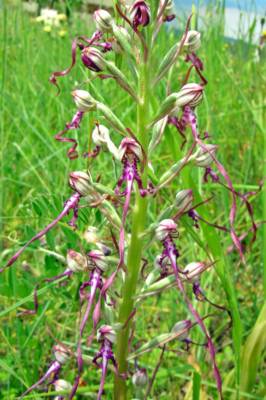 Orchidee del Chianti - Ophrys sphegodes e altre...